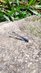 Argia anceps