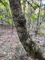 Chionanthus virginicus