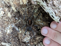 Tigrosa georgicola