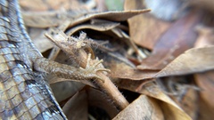 Elgaria multicarinata webbii