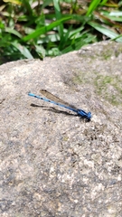 Argia anceps