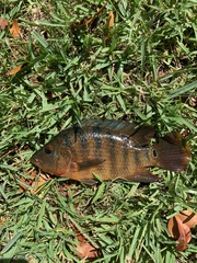 Mayaheros urophthalmus