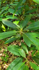 Rhododendron maximum