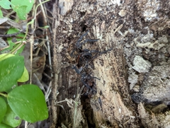 Tigrosa georgicola