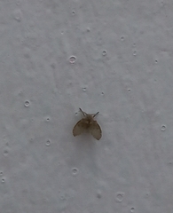 Clogmia albipunctata