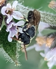 Hylaeus