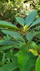 Rhododendron maximum