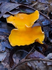 Cantharellus lateritius