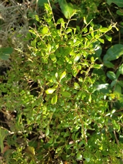 Vaccinium darrowii