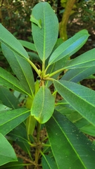 Rhododendron maximum