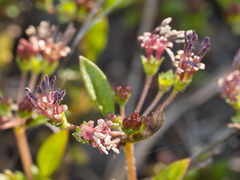 Pomax umbellata