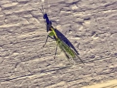 Zeugomantispa minuta