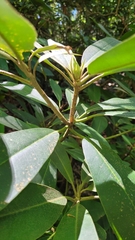 Rhododendron maximum