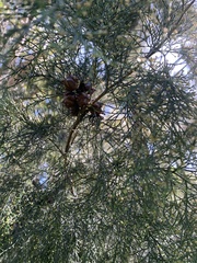 Callitris rhomboidea