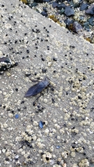 Lethocerus americanus