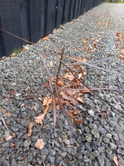 Pseudopanax crassifolius