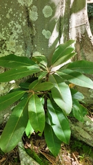 Rhododendron maximum