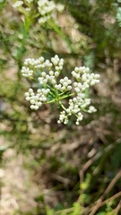 Ozothamnus diosmifolius