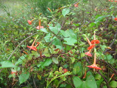 Ipomoea coccinea