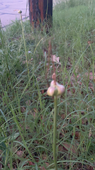 Zephyranthes chlorosolen
