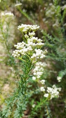 Ozothamnus diosmifolius