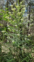 Ozothamnus diosmifolius