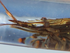Palaemon serratus