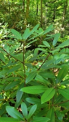 Rhododendron maximum