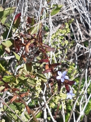 Plumbago caerulea