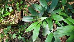 Rhododendron maximum