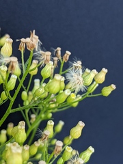 Erigeron canadensis