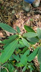 Rhododendron maximum