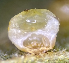 Caryomyia flaticrustum