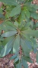Rhododendron maximum