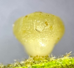 Caryomyia flaticrustum
