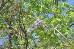 Wisteria sinensis