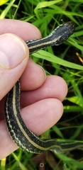 Thamnophis sirtalis annectens