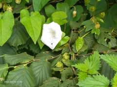Calystegia silvatica