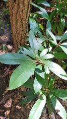 Rhododendron maximum