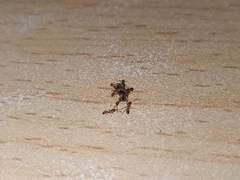 Monomorium pharaonis