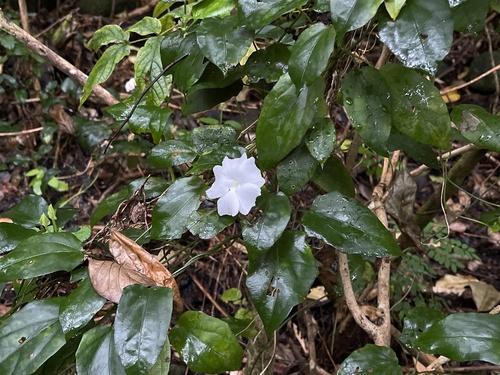 Thunbergia fragrans observed 2022-09-09