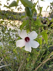 Hibisceae