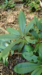 Rhododendron maximum