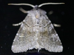 Oligia minuscula