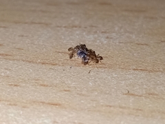 Monomorium pharaonis