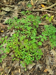Thalictrum pubescens