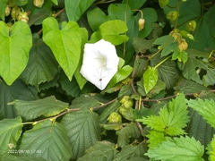 Calystegia silvatica