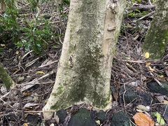 Spathodea campanulata