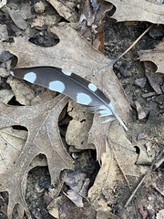 Dryobates pubescens