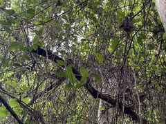 Spathodea campanulata